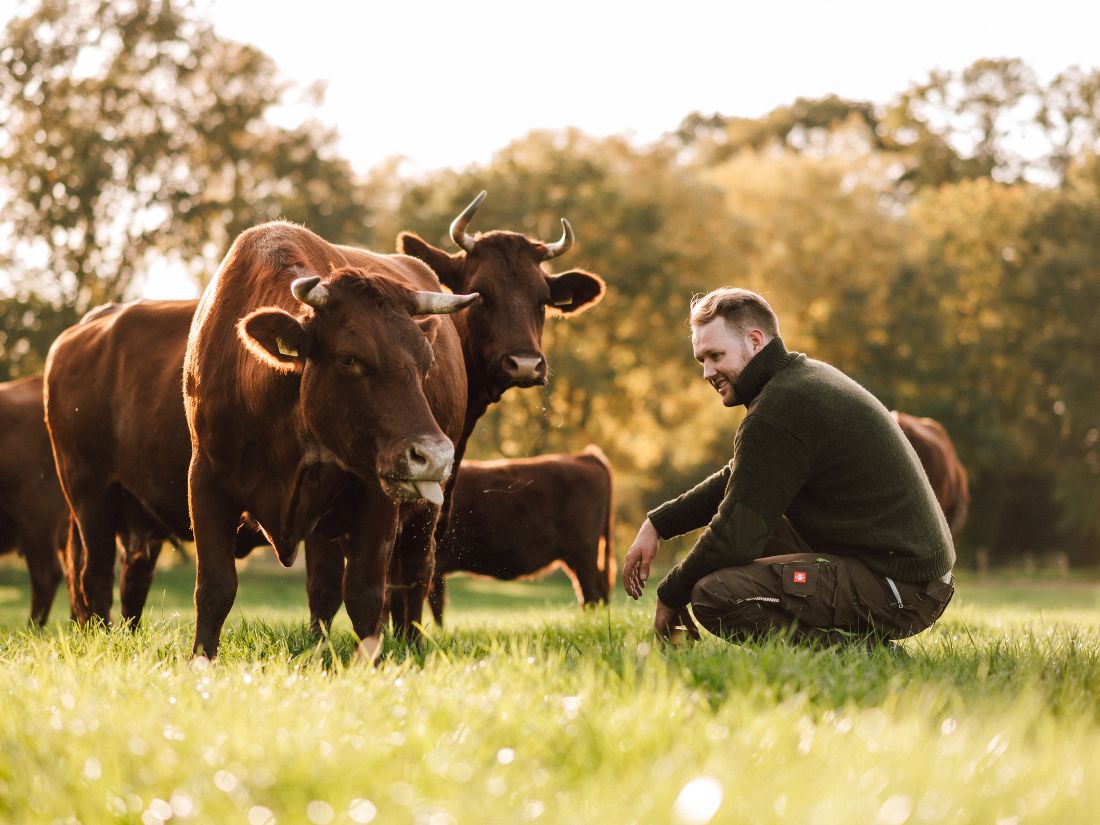 Reidemeiers Rind - Mutterkühe auf Weide