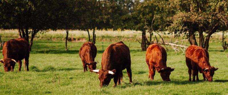 Harzer Rotes Höhenvieh auf der Weide